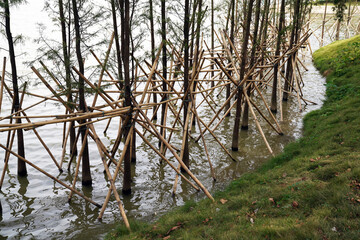 tree trunks stand in the lake  
