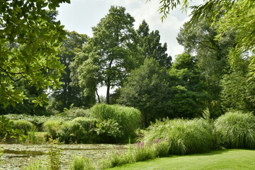 Fototapeta na wymiar Variété d'arbres et plantes diverses à l'arboretum de Kalmthout au nord d'Anvers