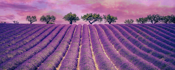 Beautiful Lavender field