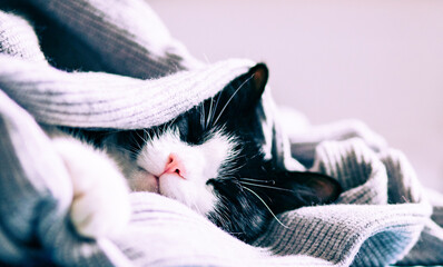 cute little cat peacefully sleeping hygge concept