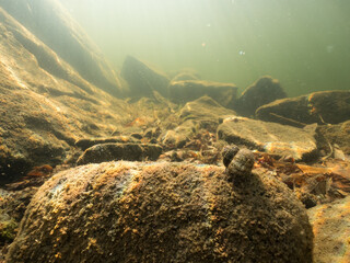 Viviparus river snail on stone in lake bottom