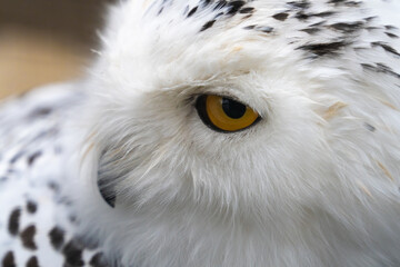 Snowy owl (Bubo scandiacus), also known as polar owl, white owl and Arctic owl. A threatened species native to the Arctic regions