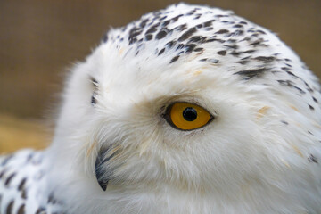 Snowy owl (Bubo scandiacus), also known as polar owl, white owl and Arctic owl. A threatened species native to the Arctic regions