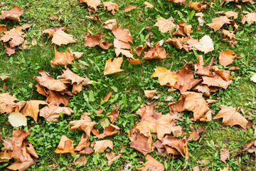 Green grass with autumn leaves.