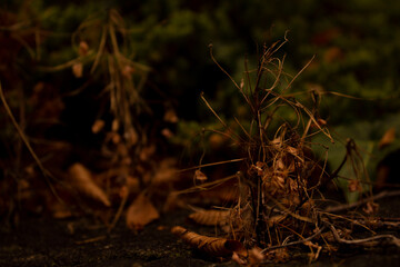 Dead Leaves