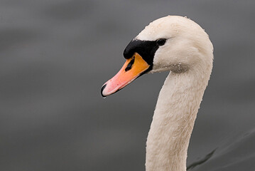 Schwan Portrait