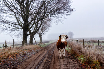 Jesienny krajobraz Doliny Narwi, Podlasie, Polska © podlaski49