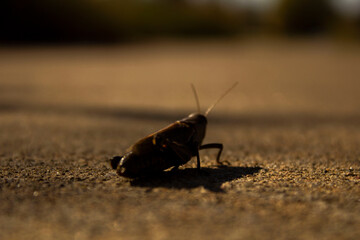 Cricket