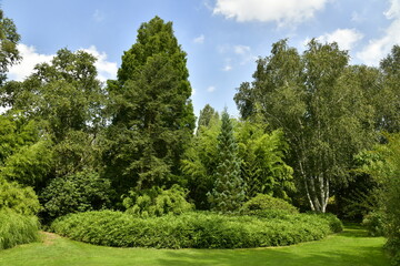 Parterres de végétation luxuriante entre les différents arbres d'une incroyable beauté à l'arboretum de Kalmthout au nord d'Anvers 