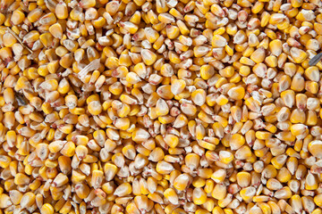 Corn seeds background