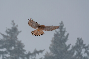 hunt in the snow