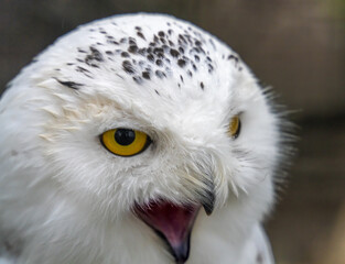 Snowy owl (Bubo scandiacus), also known as polar owl, white owl and Arctic owl. A threatened species native to the Arctic regions