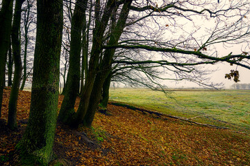 Obraz premium Jesienny krajobraz Doliny Narwi, Podlasie, Polska