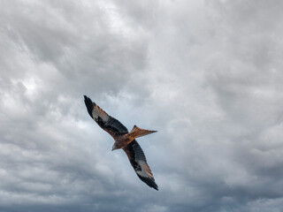 Red Kite (Milvus milvus) in flight over the shores of the Upper Zurich Lake (Obersee), Switzerland....