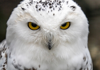 Snowy owl (Bubo scandiacus), also known as polar owl, white owl and Arctic owl. A threatened species native to the Arctic regions