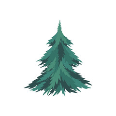 Spruce isolated object on white background. Editable vector illustration.