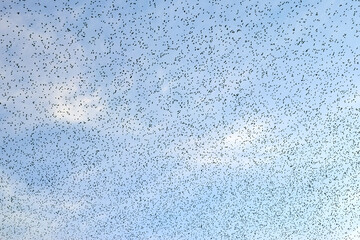 flock of starlings