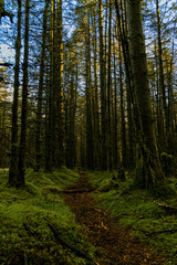 Obraz premium The Moyle Way, Ulster Way, International Appalachian hiking trail through Glenariff forest park, Glens of Antrim, Causeway coast and glens, County Antrim, Northern Ireland