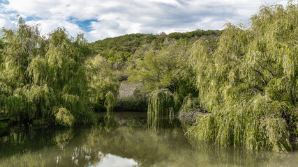 Weeping willows around a rural pond