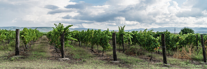 Fototapeta na wymiar Panorama of endless grape fields