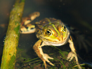 Frosch im Wasser