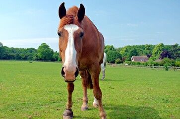 Brown horse with a white blaze on the face in Field on a Sunny Day