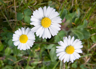 Fototapeta premium 3 Gänseblümchen