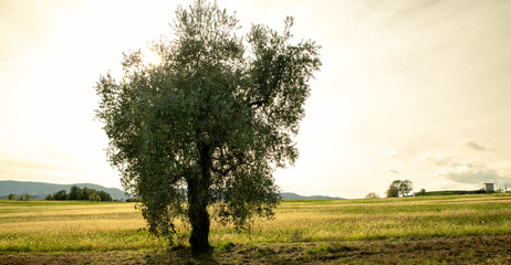 Olive tree at sunset