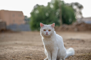 White cat with yellow eyes
