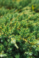 Floral textured conifer garden background close-up