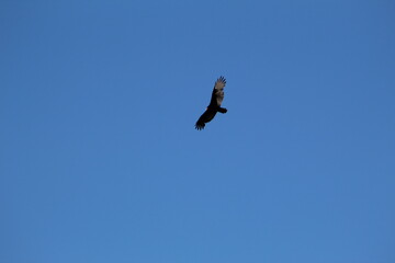 Flight
