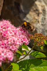 bumblebee flies up to a pink flower