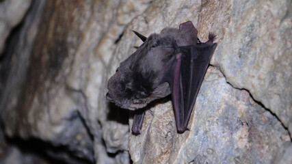 Close up portrait of a bat hanging of the walls of a cave in Buila Mountains, Carpathia, Romania.