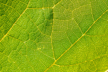 Close-up texture of green fresh leaf