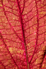 Close-up texture of red fresh leaf