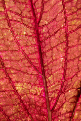 Obraz premium Close-up texture of red fresh leaf