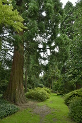 Chemin ombragé le long des arbres majestueux de l'arboretum de Kalmthout au nord d'Anvers