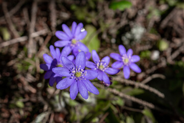 First spring wild flowers - hepatica