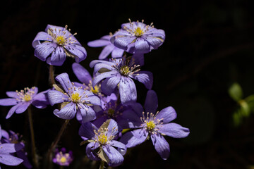 First spring wild flowers - hepatica