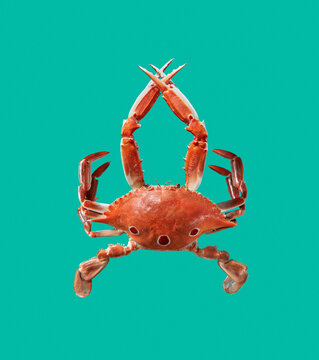 Natural fresh cooked crab.