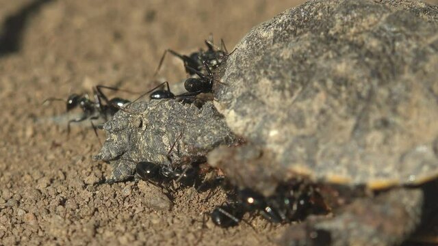 Black ants clung to little turtle. Eastern box (juvenile), Turtles are diapsids of the order Testudines. Tragedy Emydidae Terrapene carolina had just hatched from its egg and died from intense heat
