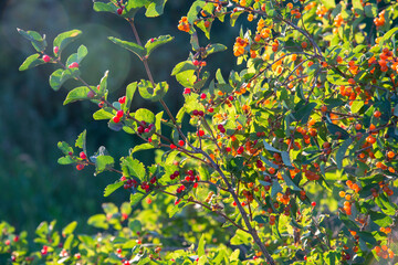 Red wild berries on the branches of a tree with green leaves in the rays of the summer sun. Summer Sunny background.