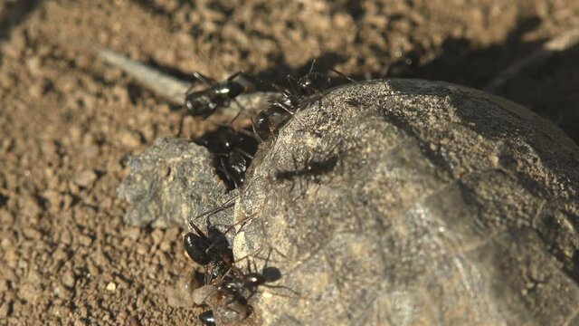 Black ants attack small turtle that died after exiting an egg, macro turtle rear. Tragedy Emydidae Terrapene carolina,  Eastern box (juvenile), Turtles are diapsids of the order Testudines (or Cheloni