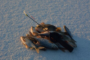 Winter fishing on the river, perch and roach fishing.