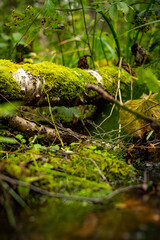 woodland scene with fallen birch tree in moss