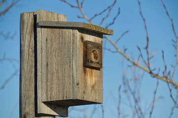 An empty Nesting Box for Tree Swallows