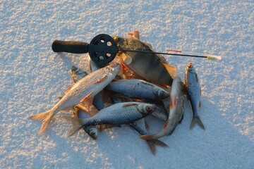 Winter fishing on the river, perch and roach fishing.