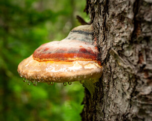 Close-up of a tree mushroom with raindrops