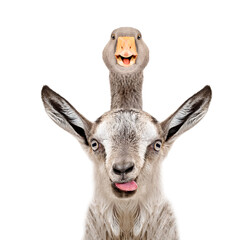 Funny portrait of a goat with a goose on its head isolated on white background