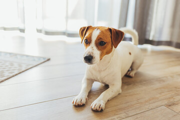 Adorable dog Jack Russell Terrier lying on a wooden floor at home.
